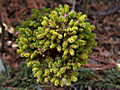 Picea abies Buchta IMG_4920 (VALENTA) Świerk pospolity